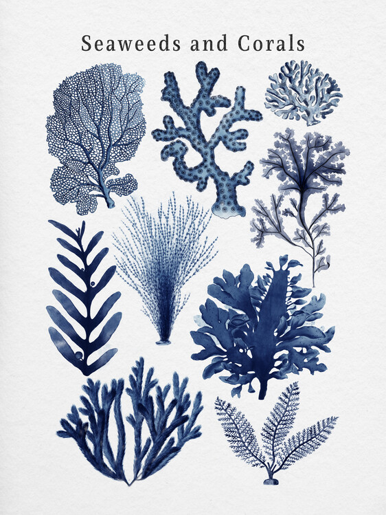Plakát Seaweeds and Corals Collection in Blue