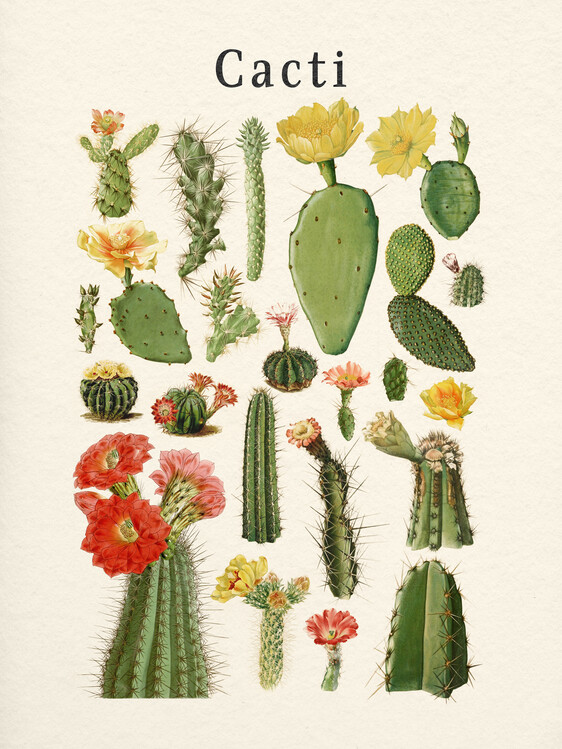 Plakát Cacti Collection