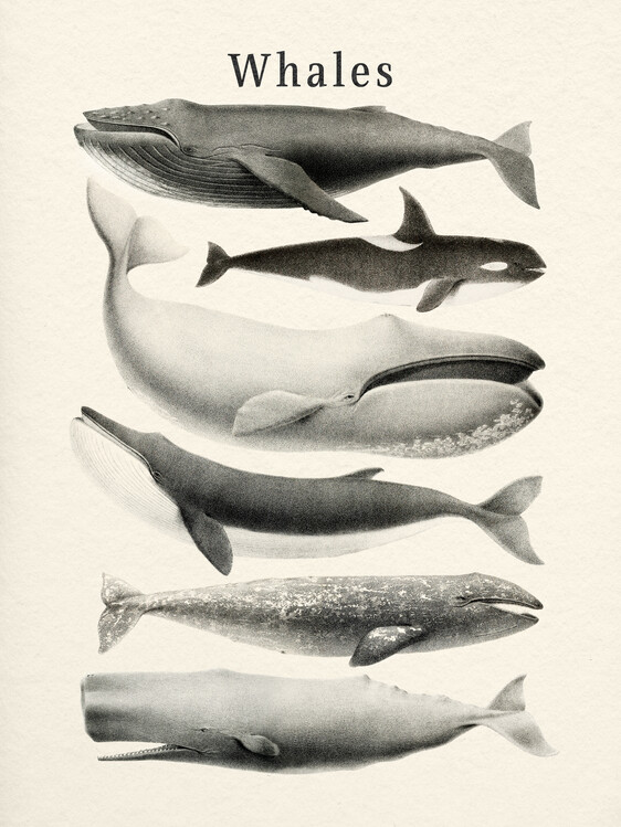 Plakát Whales Collection