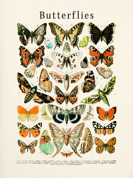 Poster Butterflies Collection