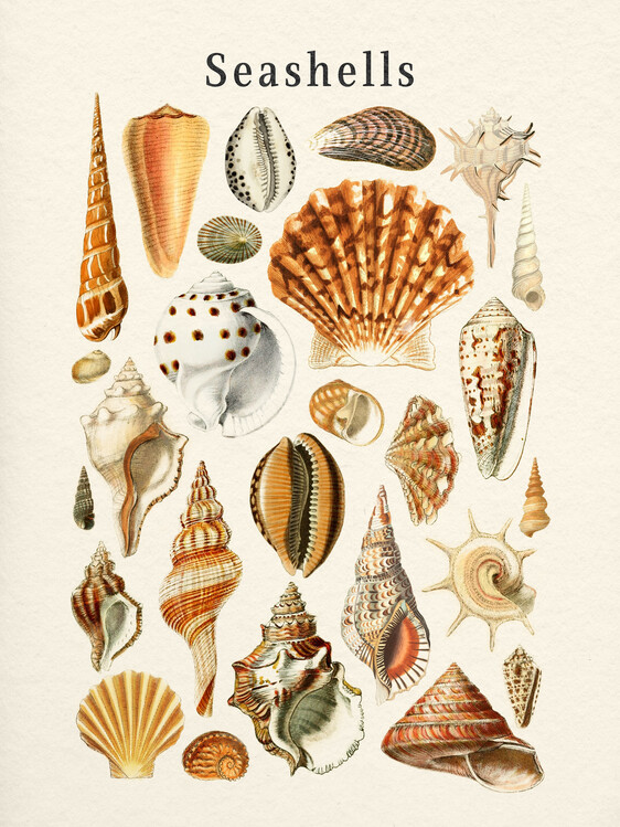 Plakát Seashells Collection