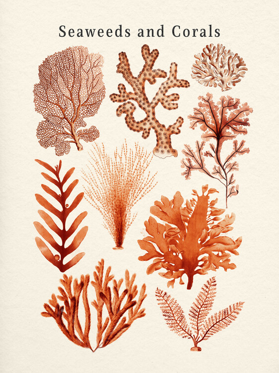 Plakát Seaweed and Corals Collection
