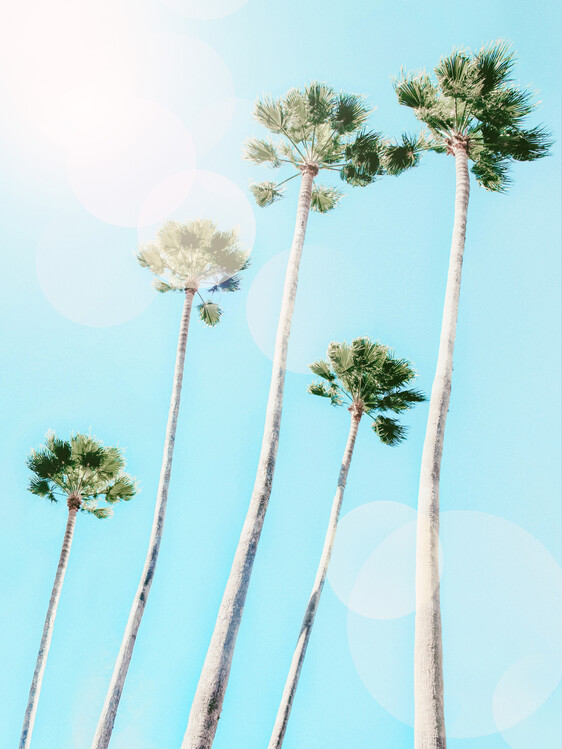 Poster Summer Palms