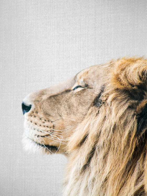Poster Lion Portrait