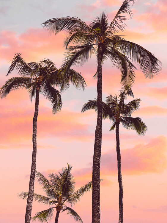 Poster Sunset Palm Trees
