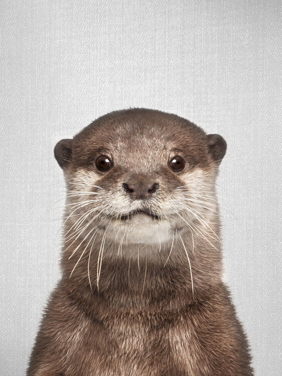 Canvas Print Otter
