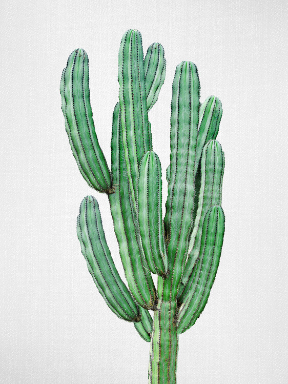 Poster Cactus 3