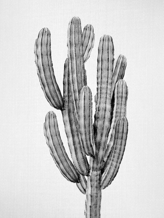 Poster Cactus 3 - Black & White
