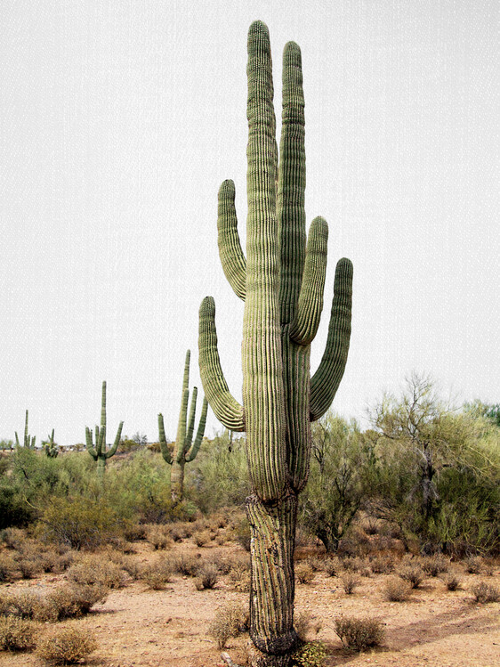 Poster Arizona Cactus