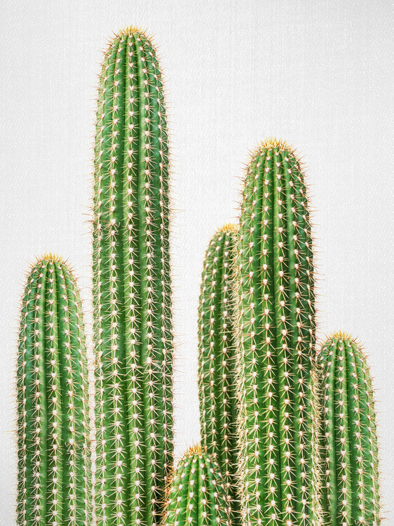 Poster Cactus 2