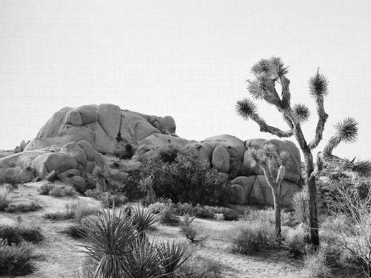 Принти на полотні Arizona Desert
