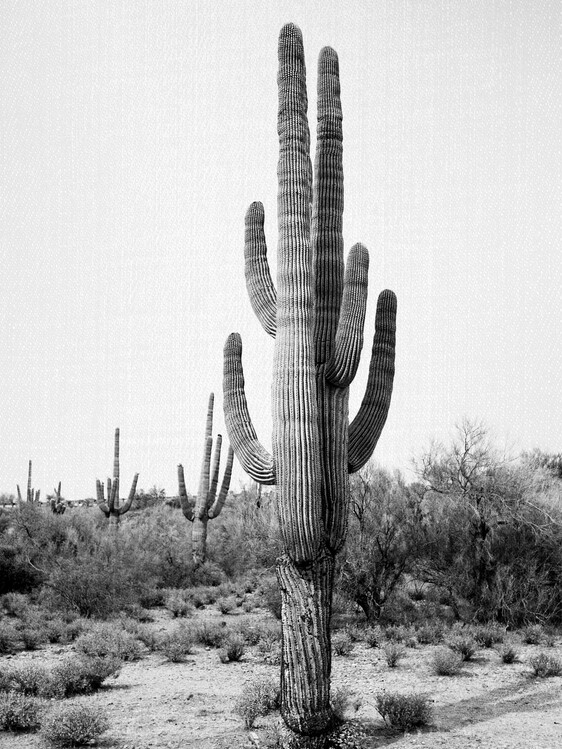 Poster Arizona Cactus - Black & White