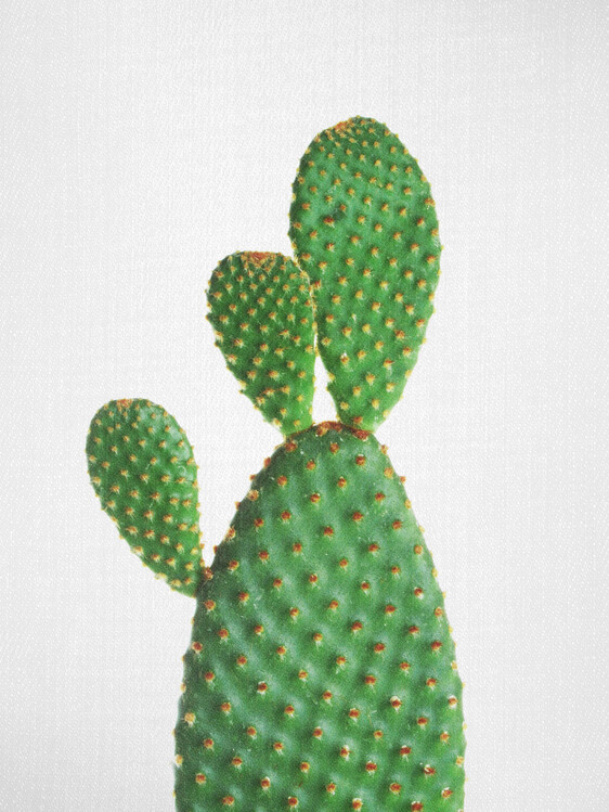 Poster Cactus