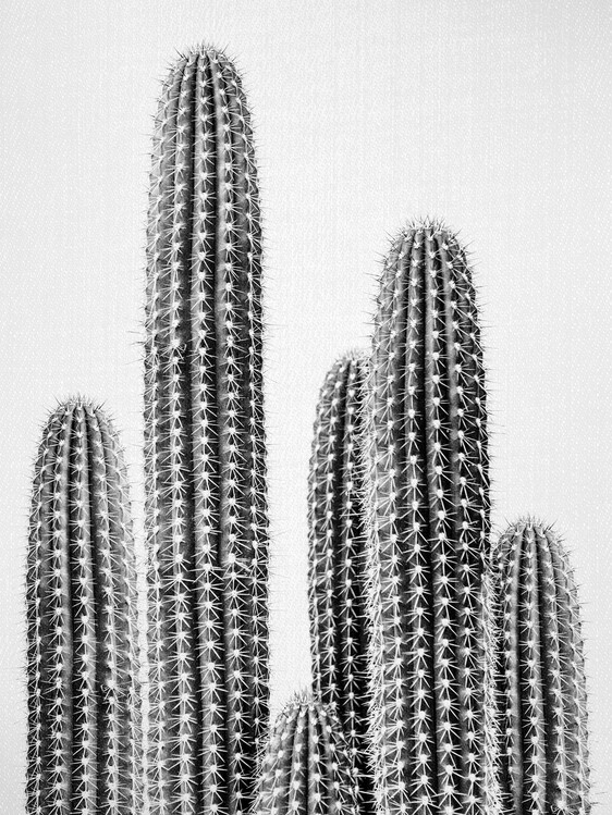 Poster Cactus 2 - Black & White