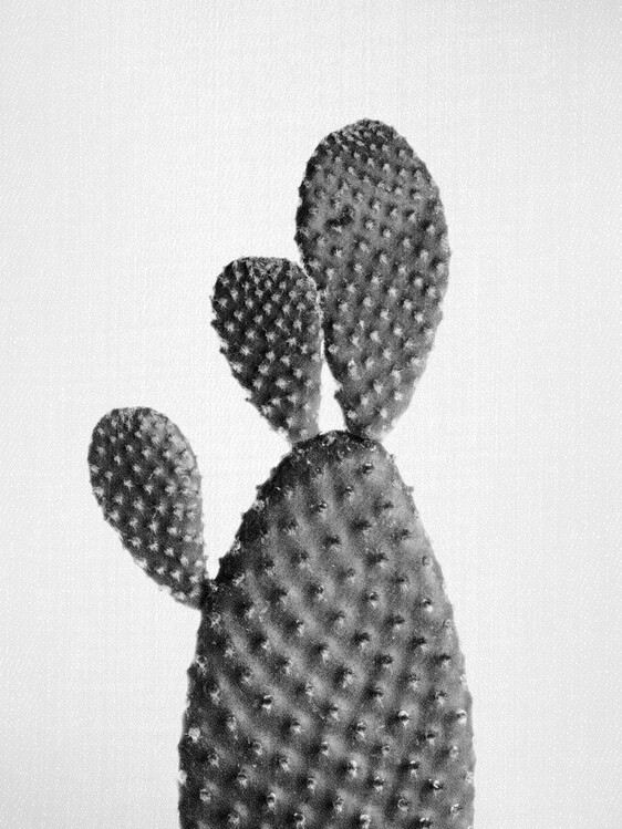 Poster Cactus - Black & White