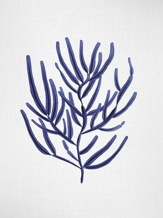 Poster Seaweed 4