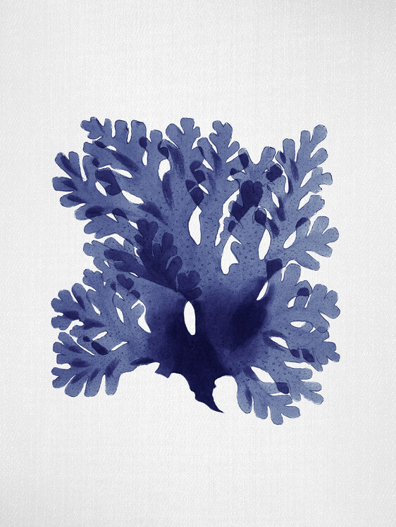 Poster Seaweed 1
