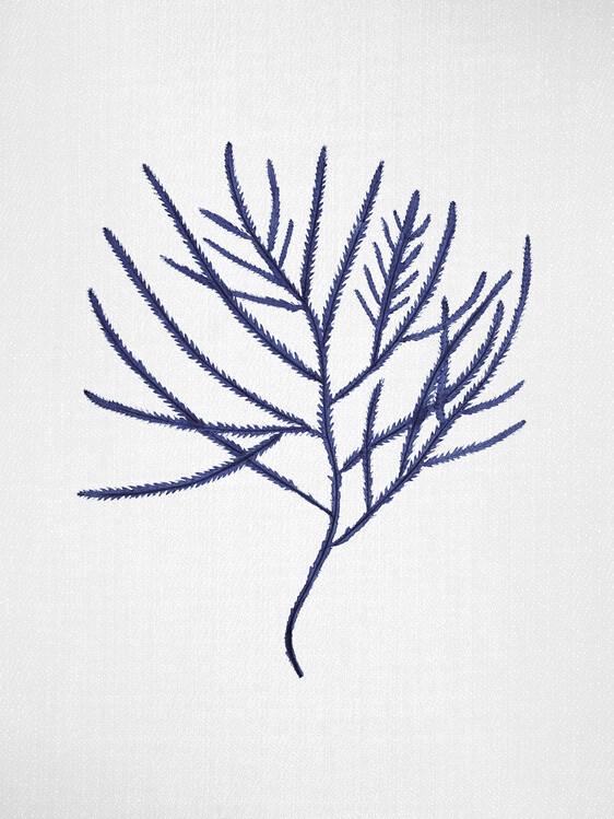 Poster Seaweed 3