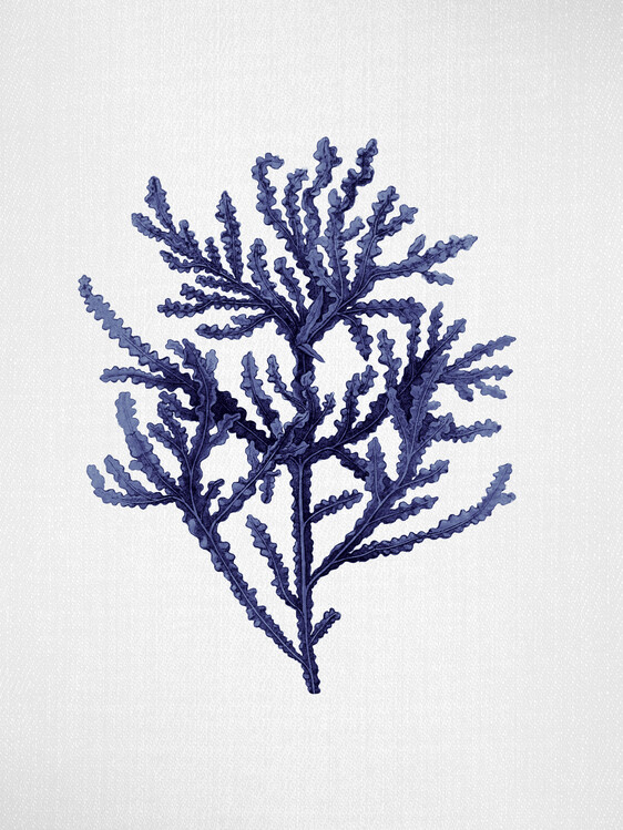 Poster Seaweed 8