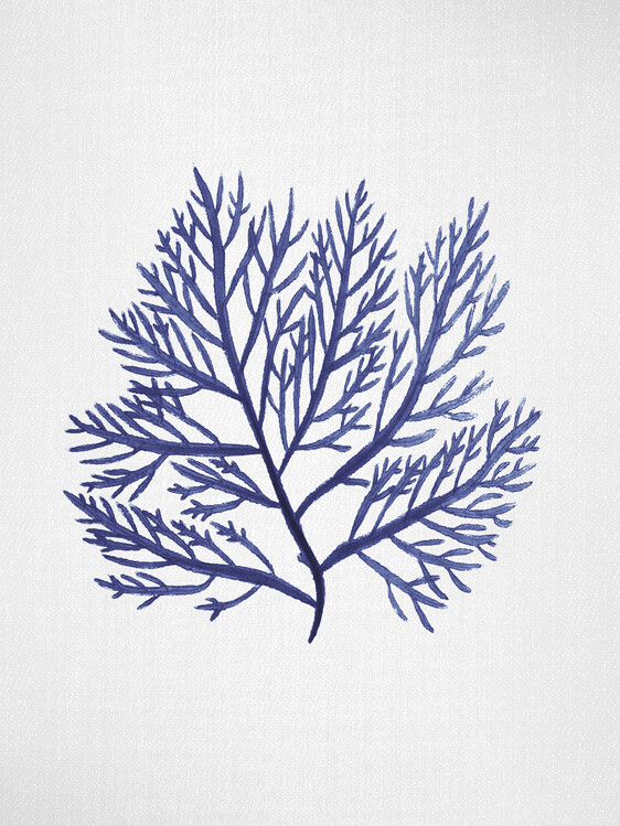 Poster Seaweed 9
