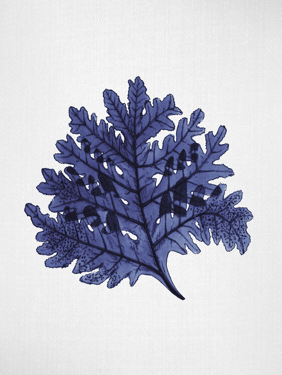 Poster Seaweed 7