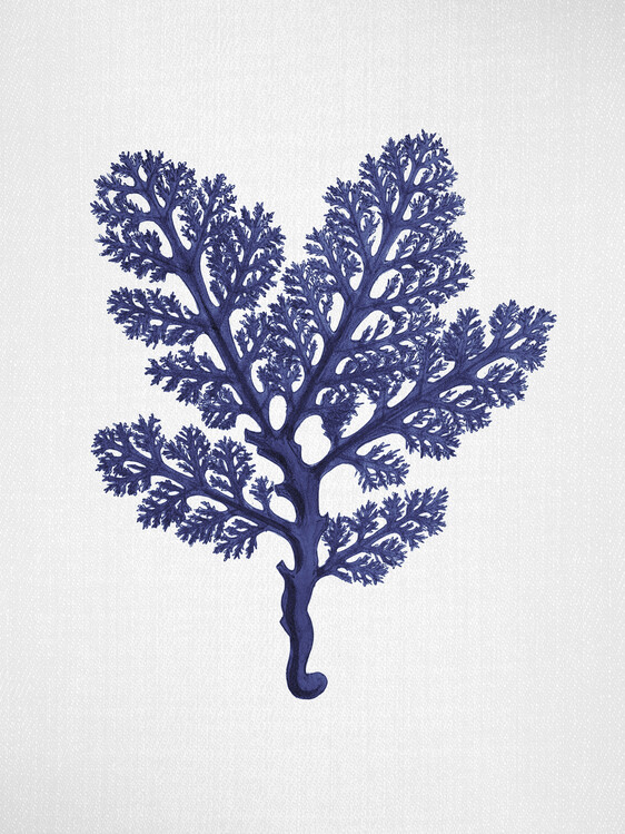 Poster Seaweed 2