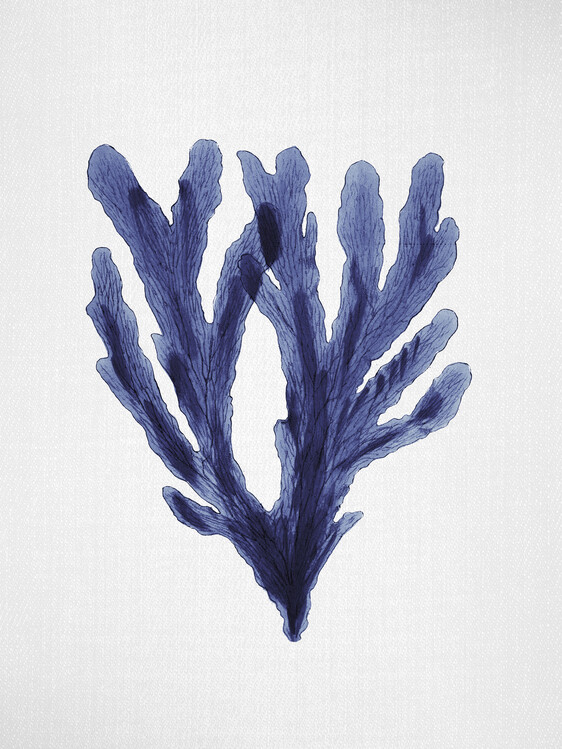 Poster Seaweed 6