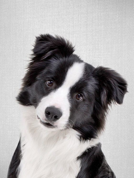 Poster Border Collie