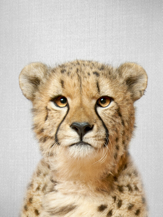 Poster Cheetah
