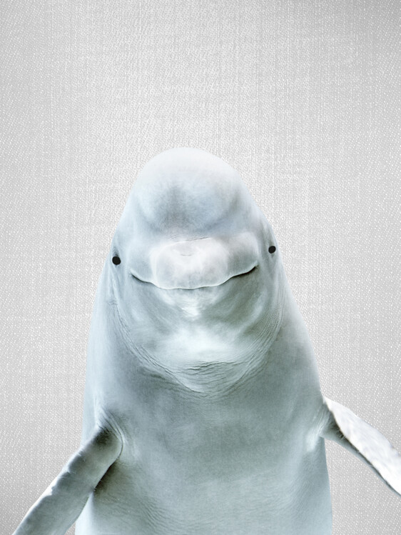 Poster Beluga Whale