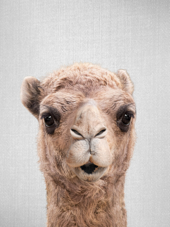 Poster Camel