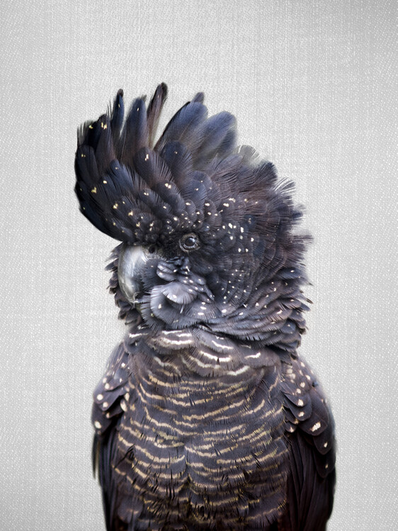 Poster Black Cockatoo