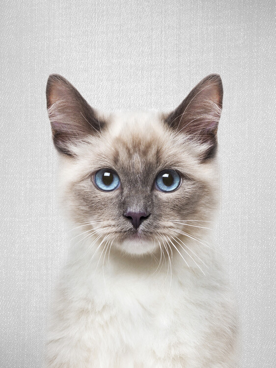 Poster Cat