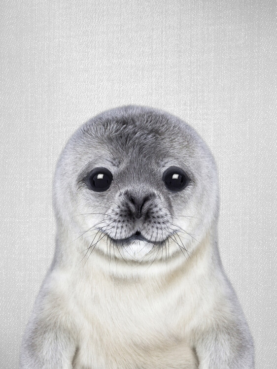 Plakát Baby Seal