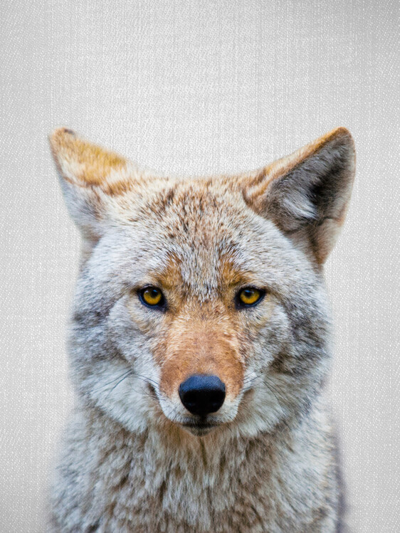 Plakát Coyote