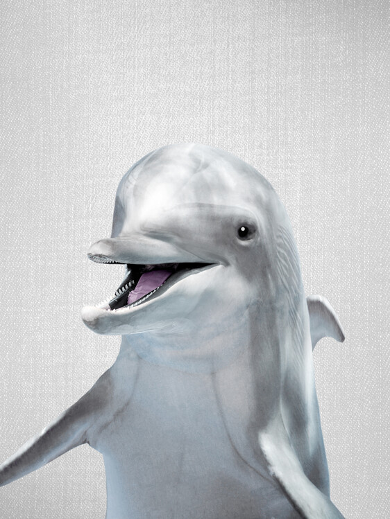 Poster Dolphin