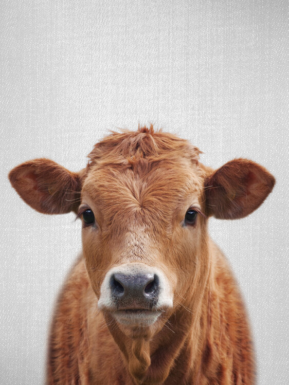 Plakát Cow