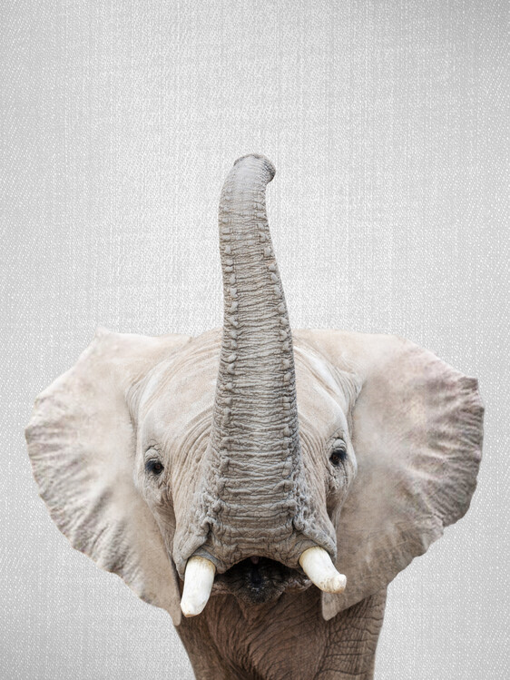 Plakát Elephant