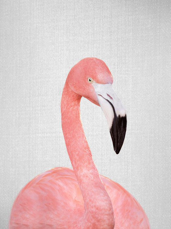 Poster Flamingo
