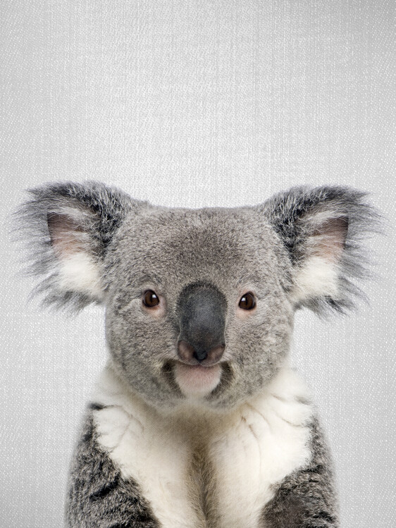 Plakát Koala