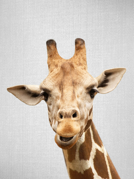 Poster Giraffe