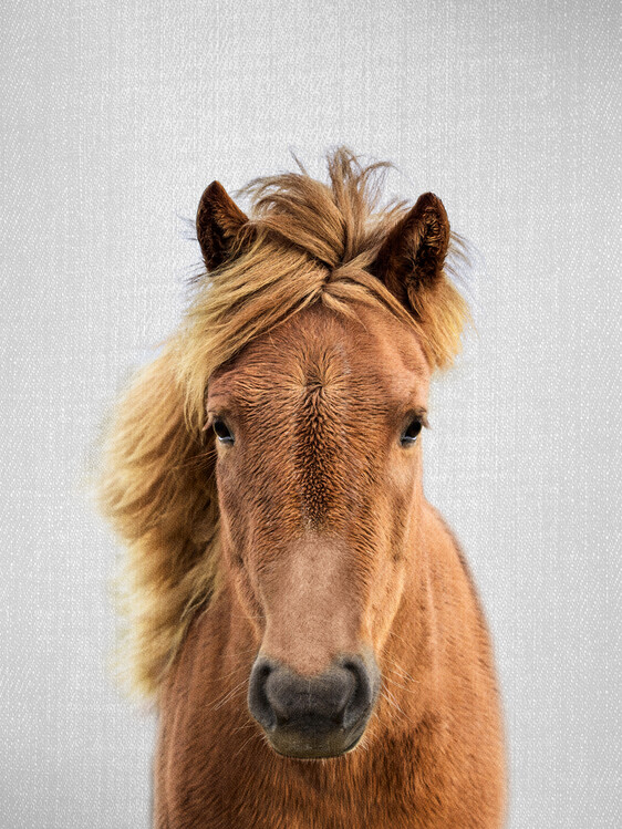 Poster Horse