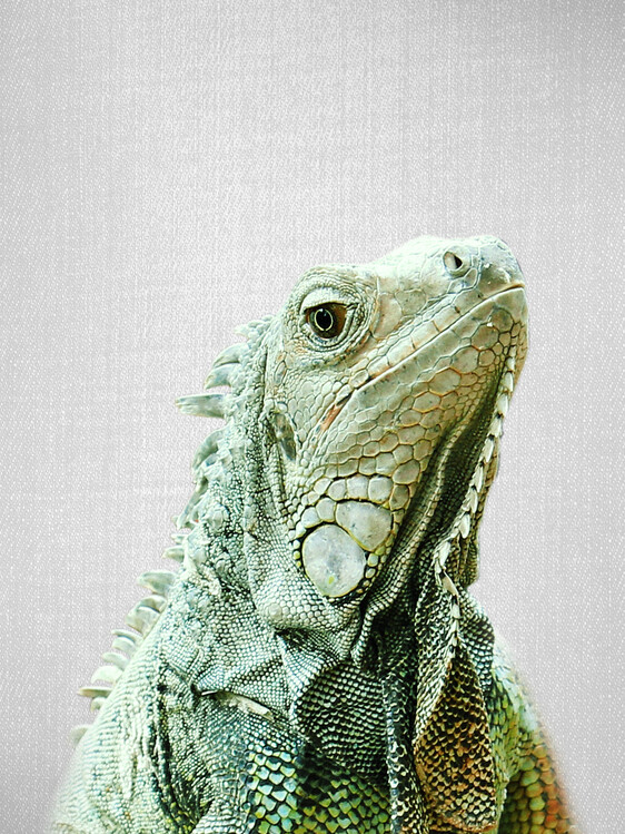 Poster Iguana