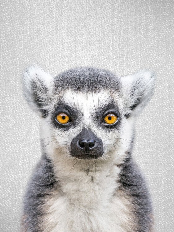 Plakat Lemur