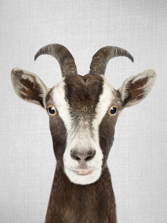 Плакат Goat