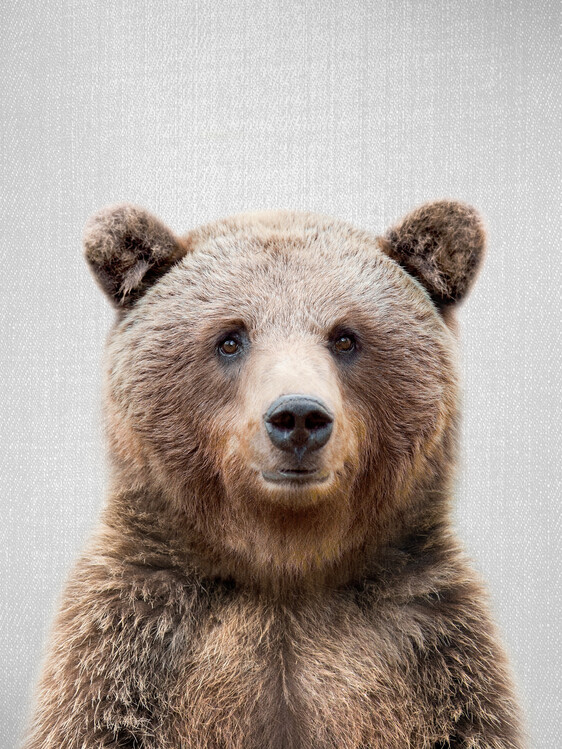 Plakát Grizzly Bear