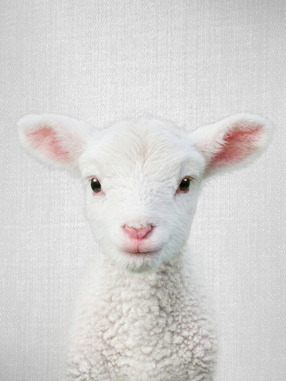 Slika na platnu Lamb