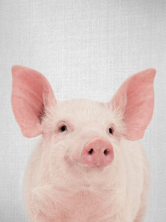 Plakát Pig
