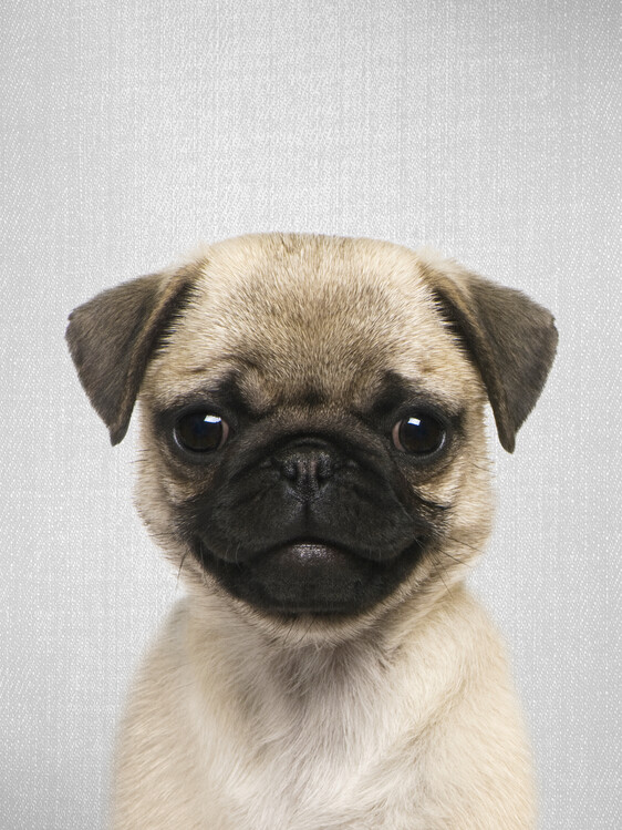 Poster Pug Puppy