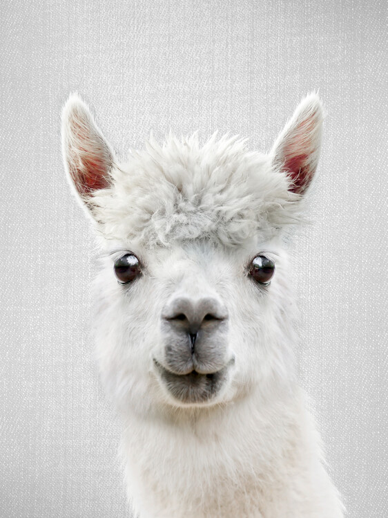 Плакат Llama